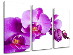 Třídílný obraz s detailním záběrem fialové orchideje na bílém pozadí, s viditelným dřevěným rámem, Papilora.