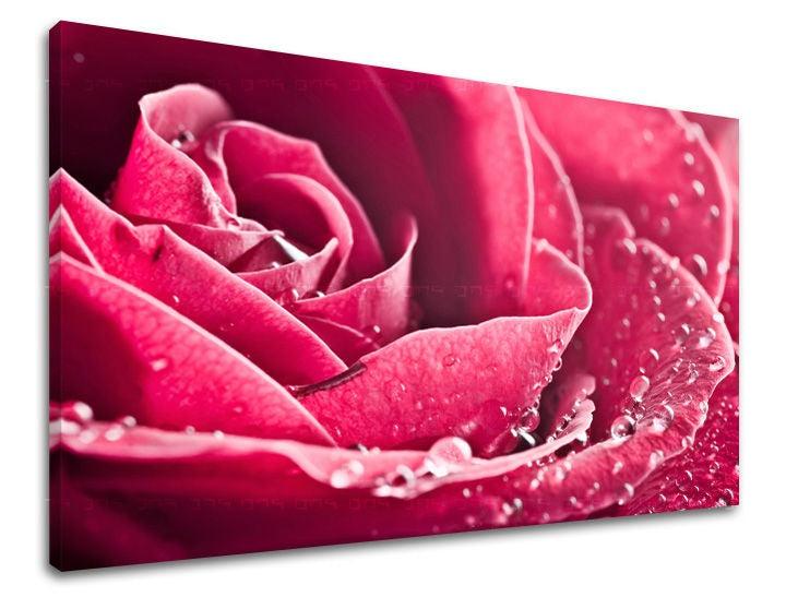 Detailní pohled na sytě růžovou růži s kapkami rosy na plátně, viditelný dřevěný rám Papilora.
