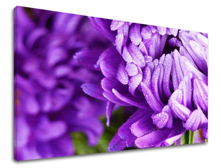 Detailní záběr fialové astry s kapkami rosy na okvětních lístcích, zobrazený na plátně s viditelným dřevěným rámem, Papilora.
