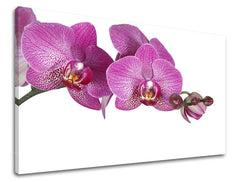 Detailní záběr na fialové orchideje s poupaty na bílém pozadí, natištěný na plátně s viditelným dřevěným rámem, Papilora.