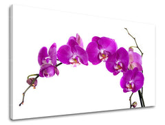 Detailní záběr na kvetoucí fialové orchideje na bílém pozadí, zobrazený na plátně s viditelným dřevěným rámem Papilora.