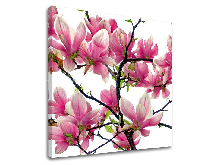 Detailní záběr na rozkvetlé růžové květy magnolie na bílém pozadí, natištěné na plátně s viditelným dřevěným rámem Papilora.