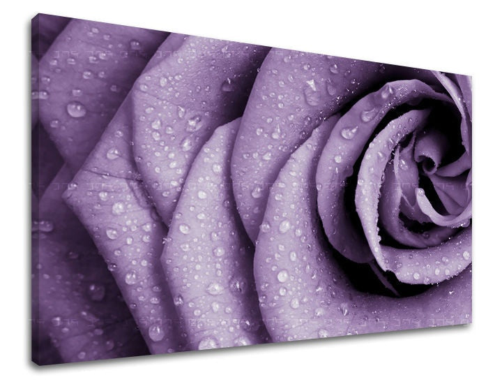Detailní záběr fialové růže s kapkami rosy na okvětních lístcích, zobrazený na plátně s viditelným dřevěným rámem Papilora.