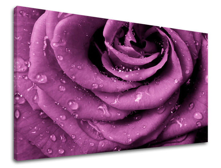 Detailní záběr fialové růže s kapkami rosy na plátně s viditelným dřevěným rámem Papilora.