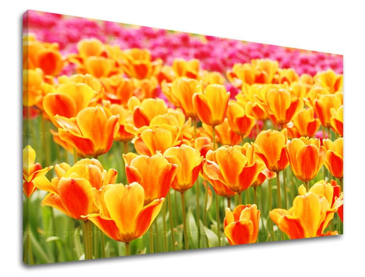 Na plátně je zobrazeno pole zářivě žlutých tulipánů s nádechem oranžové, v pozadí s růžovými květy, což vytváří krásný kontrast Papilora.