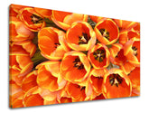 Klasický obraz na plátně s motivem tulipány, květy, příroda v oranžovo-černých odstínech, veselá atmosféra, jarní atmosféra a symbol obnovy – hlavní