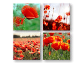 Kolážový obraz na plátně s motivem Meadow of poppy poppies, máky, květy, pole, mapa v zeleno-červených odstínech, živá atmosféra, vhodný do kuchyně – hlavní