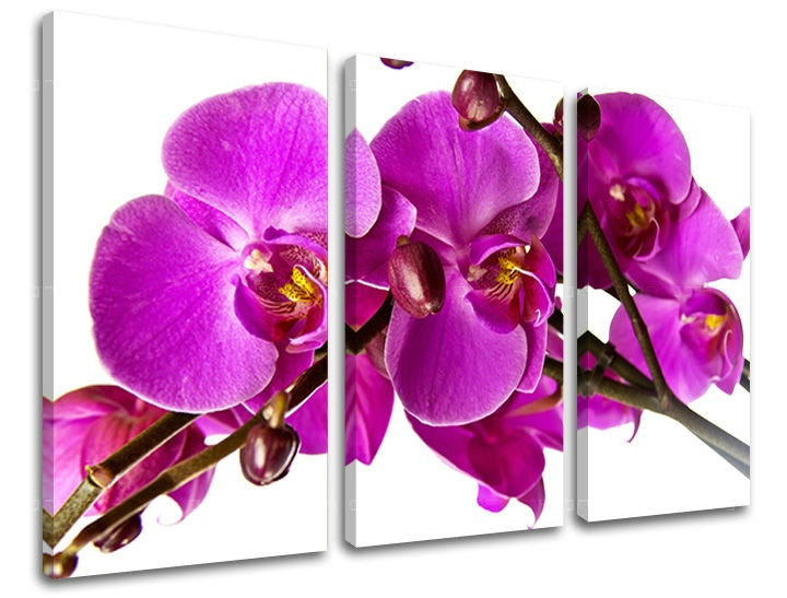 Třídílný obraz s detailním záběrem fialových orchidejí na bílém pozadí, s viditelným dřevěným rámem, Papilora.