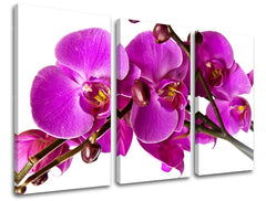 Třídílný obraz s detailním záběrem fialových orchidejí na bílém pozadí, s viditelným dřevěným rámem, Papilora.