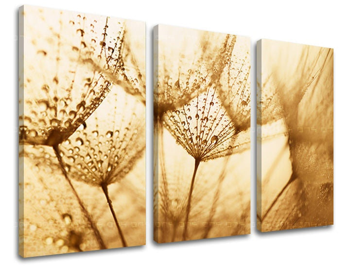 Třídílný obraz na plátně zobrazuje detail pampelišky s kapkami rosy v teplých hnědých tónech, s viditelným dřevěným rámem Papilora.