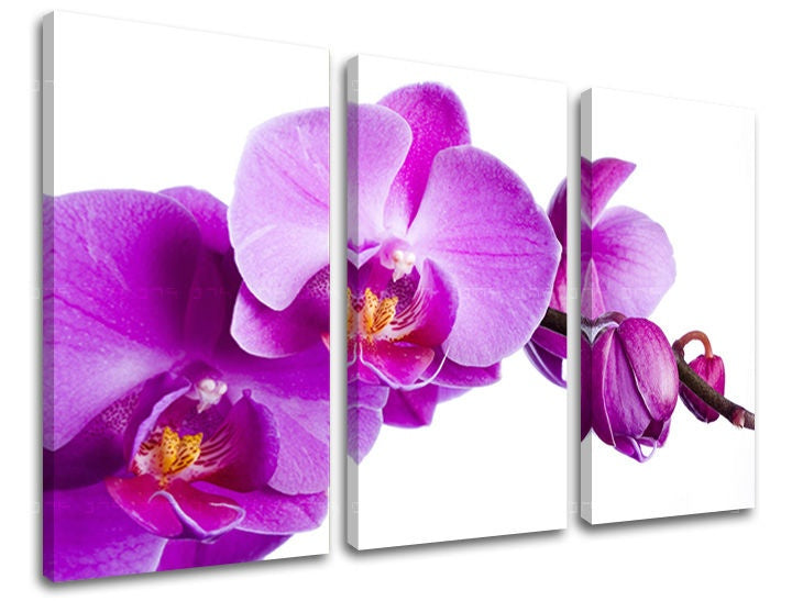 Třídílný obraz s detailním záběrem fialové orchideje na bílém pozadí, s viditelným dřevěným rámem, Papilora.