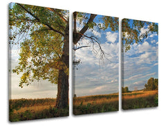 Triptych s motivem stromu a oblohy s mraky na plátně s viditelným dřevěným rámem Papilora.