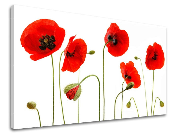 obraz-na-stenu-kvety-maky-SK-XOBKV117E11-0.jpg