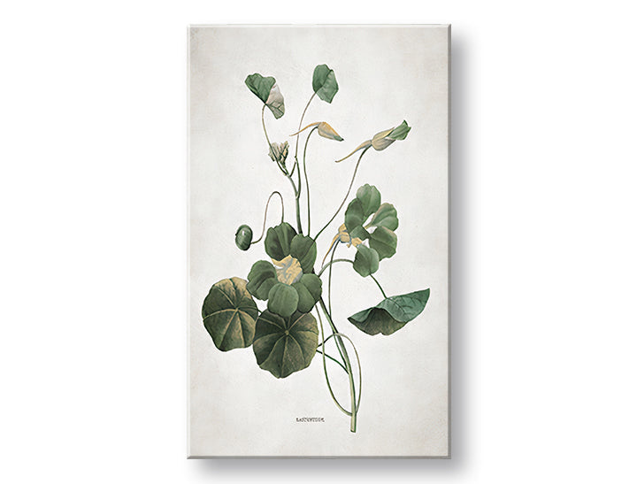 Obraz s botanickou ilustrací lichořeřišnice v zelených a žlutých tónech visí v moderním interiéru nad dřevěnou konzolí s vázou a svíčkou Papilora.