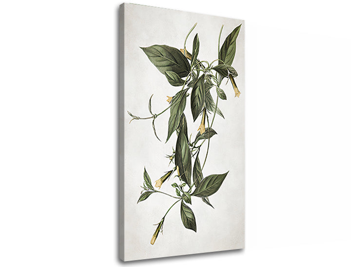 Detailní tisk botanické ilustrace popínavé rostliny se zelenými listy a žlutými květy na plátně s viditelným dřevěným rámem Papilora.