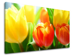 obraz-na-stenu-kvety-tulipany-SK-XOBKV140E11-0.jpg
