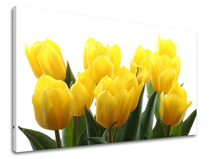 Nádherný tisk žlutých tulipánů s jasně zelenými listy na bílém pozadí, viditelný na plátně s dřevěným rámem, Papilora.