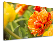 Detailní záběr oranžového tulipánu s žlutými a zelenými tóny v pozadí, zobrazený na plátně s viditelným dřevěným rámem Papilora.