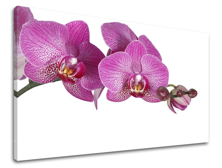 Detailní náhled na kompozici fialových orchidejí s jemnými tečkami a poupaty, Papilora.