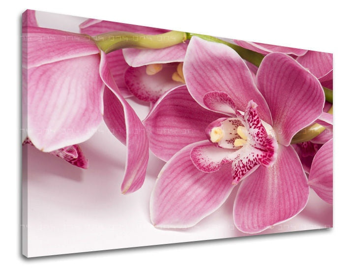 Detailní záběr na růžové květy orchidejí s jemnými žilkami na plátně s viditelným dřevěným rámem Papilora.