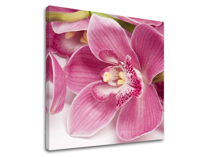 Geometrický obraz na plátně s motivem orchidej, květy, příroda v bílo-růžových odstínech, elegantní atmosféra, příroda a elegance, vhodný do ložnice – hlavní