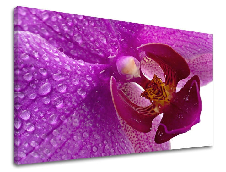Detailní záběr fialové orchideje s kapkami vody na plátně s viditelným dřevěným rámem Papilora.