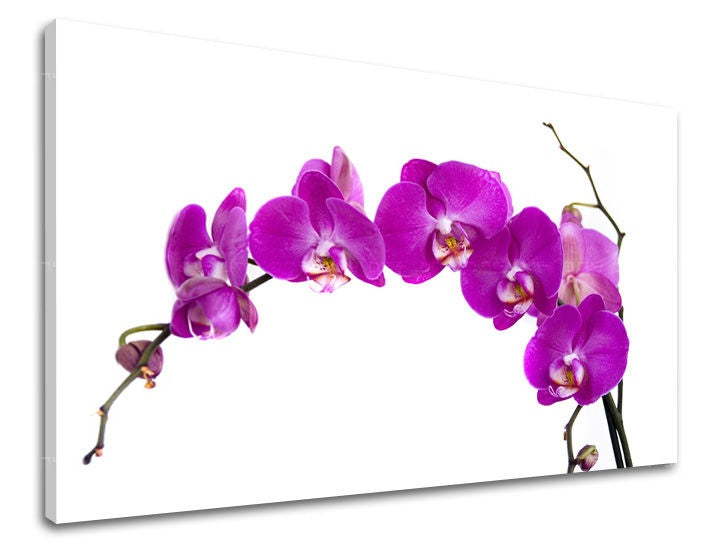 Detailní záběr na kvetoucí fialové orchideje na bílém pozadí, zobrazený na plátně s viditelným dřevěným rámem Papilora.