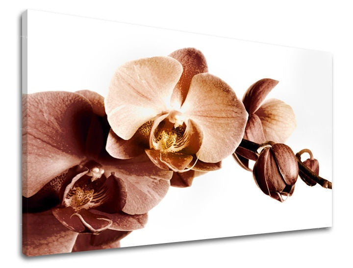 Detailní záběr na květy orchidejí v odstínech hnědé a béžové na bílém pozadí, zobrazený na plátně s viditelným dřevěným rámem Papilora.