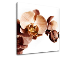 Detailní tisk orchideje v sépiových a hnědých tónech na plátně s viditelným dřevěným rámem Papilora.