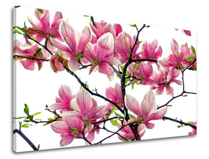 Detailní záběr na větve magnolie s růžovými květy na bílém pozadí, zobrazený na plátně s viditelným dřevěným rámem Papilora.