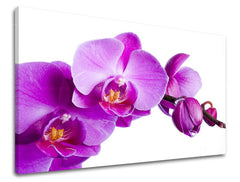 Detailní záběr fialových orchidejí na bílém pozadí, natištěný na plátně s viditelným dřevěným rámem, Papilora.