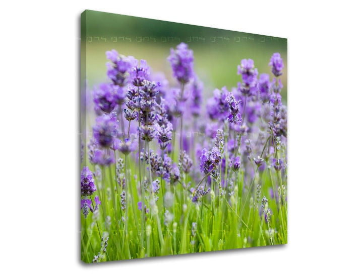 Detailní pohled na fialové květy levandule v zeleném poli na plátně s viditelným dřevěným rámem Papilora.