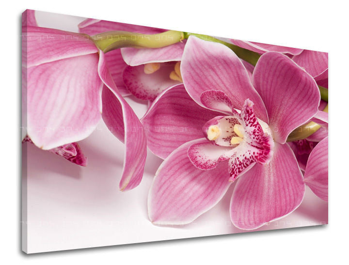 Detailní záběr na sytě růžové květy orchidejí na bílém pozadí, natištěný na plátně s viditelným dřevěným rámem, Papilora.