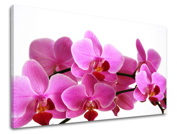 Detailní pohled na potištěné plátno s růžovými orchidejemi na bílém pozadí, s viditelným dřevěným rámem Papilora.