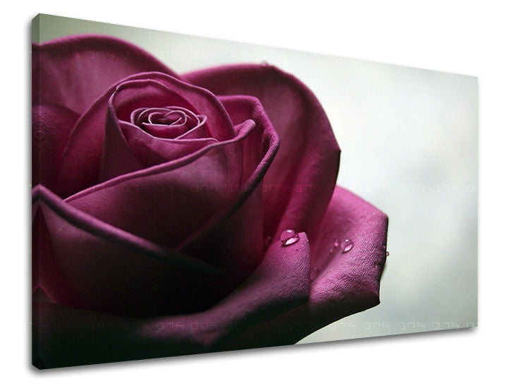 Umělecký tisk na plátně zobrazuje detailní pohled na fialovou růži s kapkami rosy, viditelný na dřevěném rámu Papilora.
