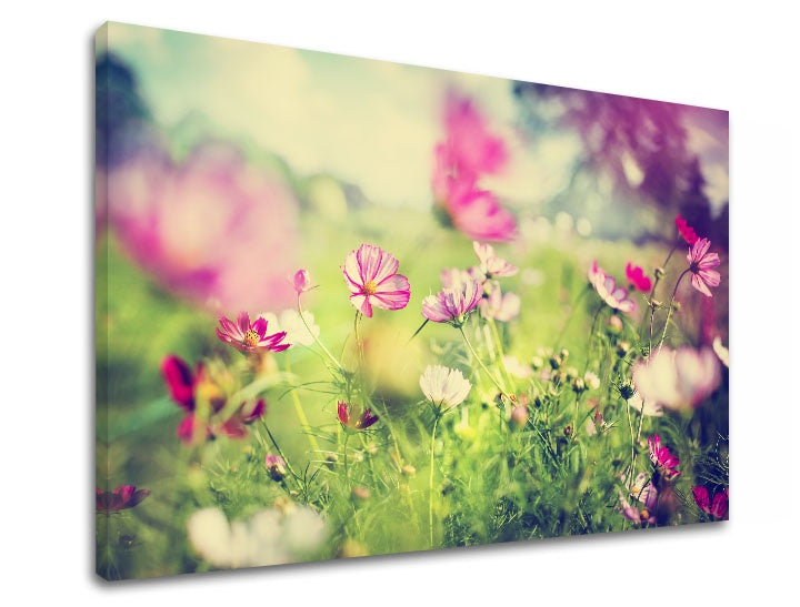 Podrobný náhled kompozice zachycuje jemné detaily růžových a bílých květů na zeleném pozadí, Papilora.
