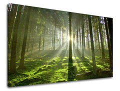 Klasický obraz na plátně s motivem stromy, les, dětský motiv, krajina, mapa v hnědo-zelených odstínech, klidná atmosféra, příroda a symbol obnovy – hlavní