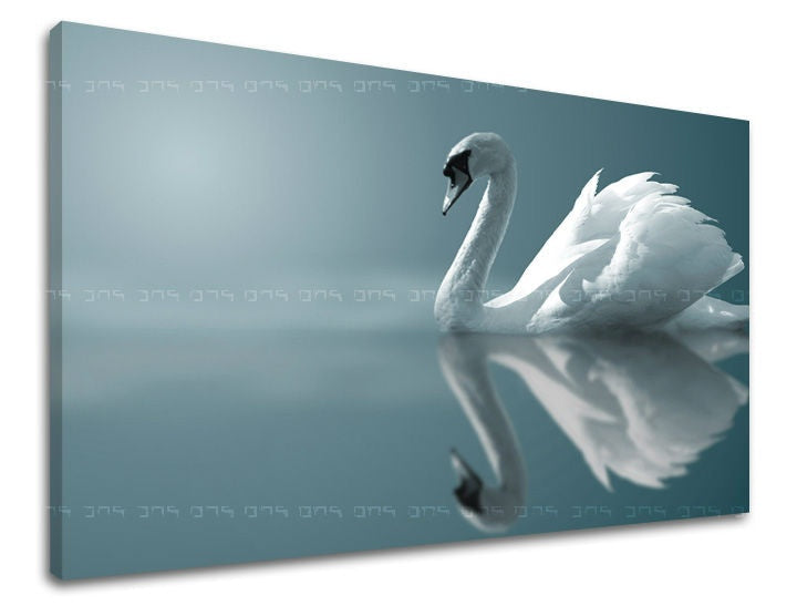 Klasický obraz s motivem labuť, příroda, zvíře v bílo-modrých odstínech | Obraz na stěnu ZVÍŘATA, příroda a samota – náhled