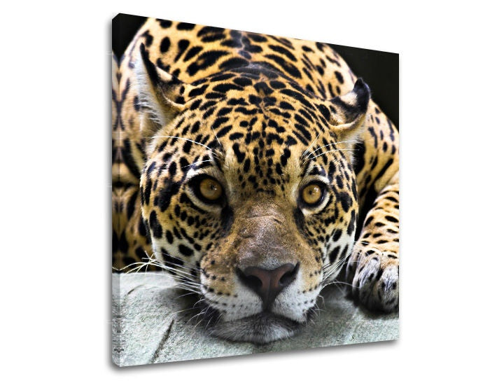 Detailní pohled na ležícího leoparda s pronikavýma očima, zachycený na plátně s viditelným dřevěným rámem, Papilora.