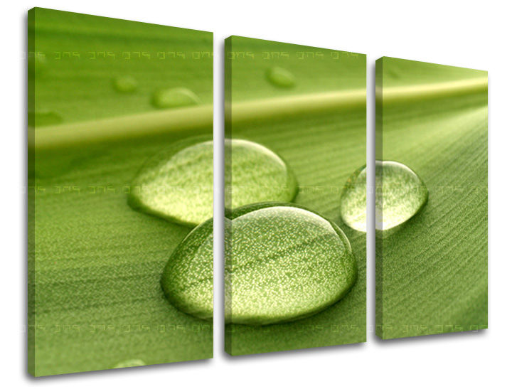 Obraz na zeď 3 díly RASTLINY RA014E30