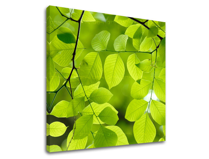 Nástěnná malba RASTLINAS RA016E12