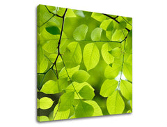 Nástěnná malba RASTLINAS RA016E12