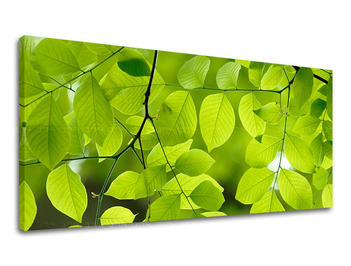 Nástěnná malba PANORAMA ROSTLINY RA016E13