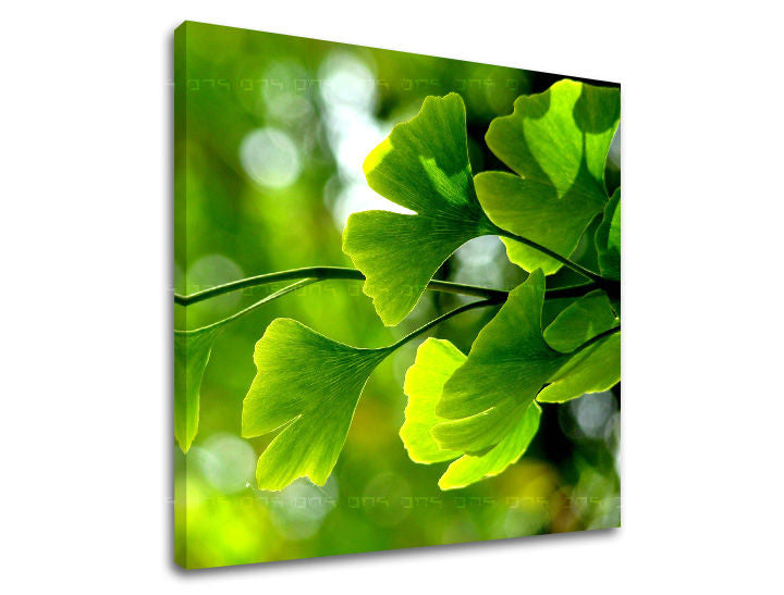 Nástěnná malba RASTLINY RA020E12