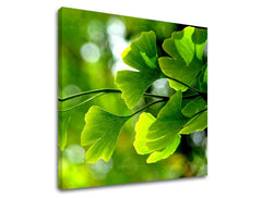 Nástěnná malba RASTLINY RA020E12